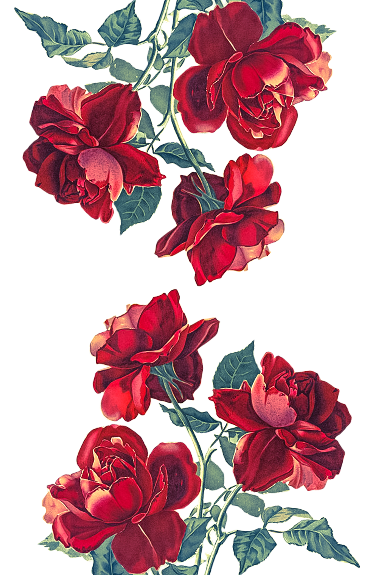 wallpaper transparent background,flower,flowering plant,petal,red,pink