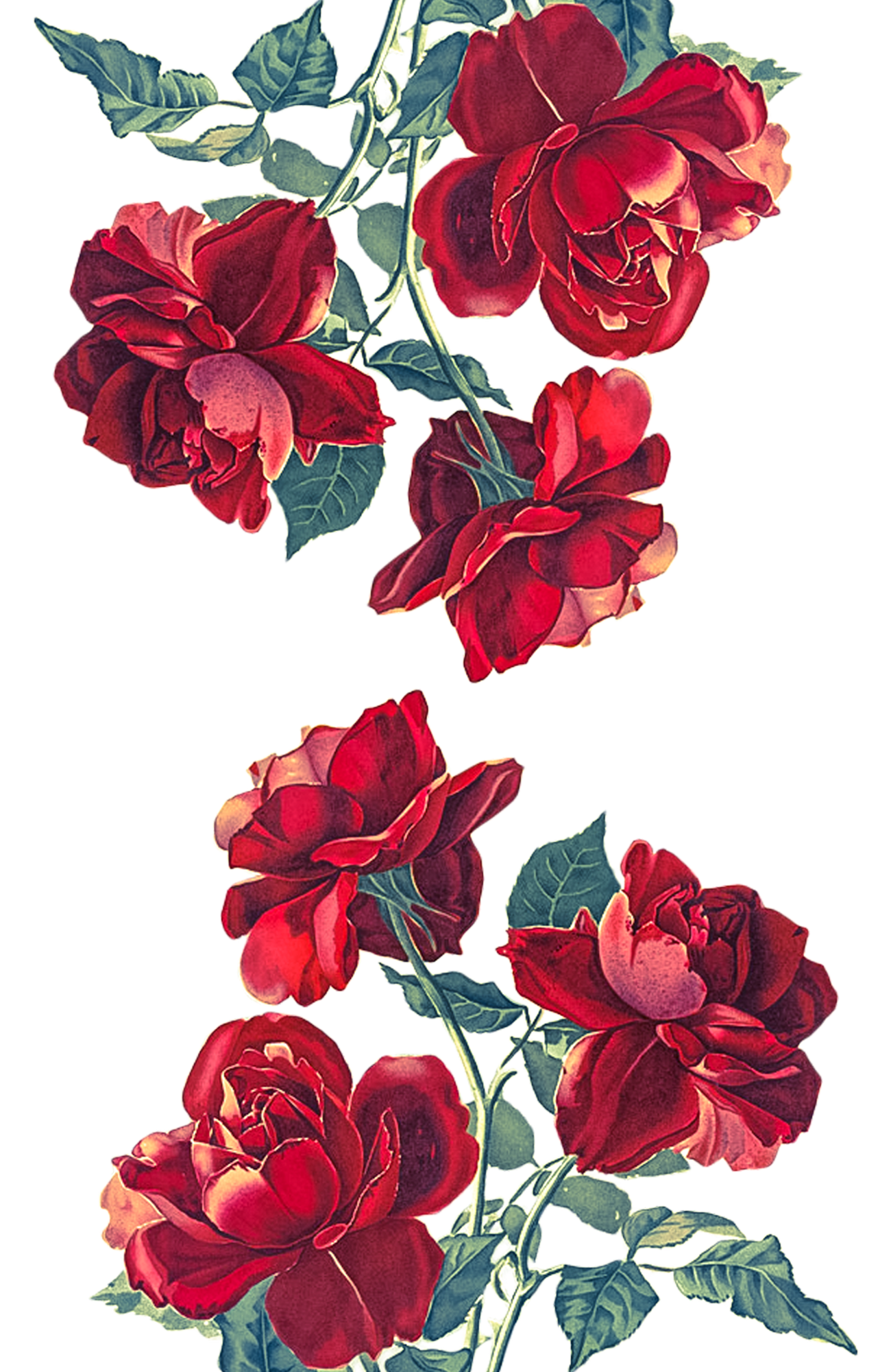 壁紙透明な背景 花 開花植物 花弁 赤 ピンク Wallpaperuse 壁紙透明な背景 花 開花植物 花弁 赤 ピンク Wallpaperuse