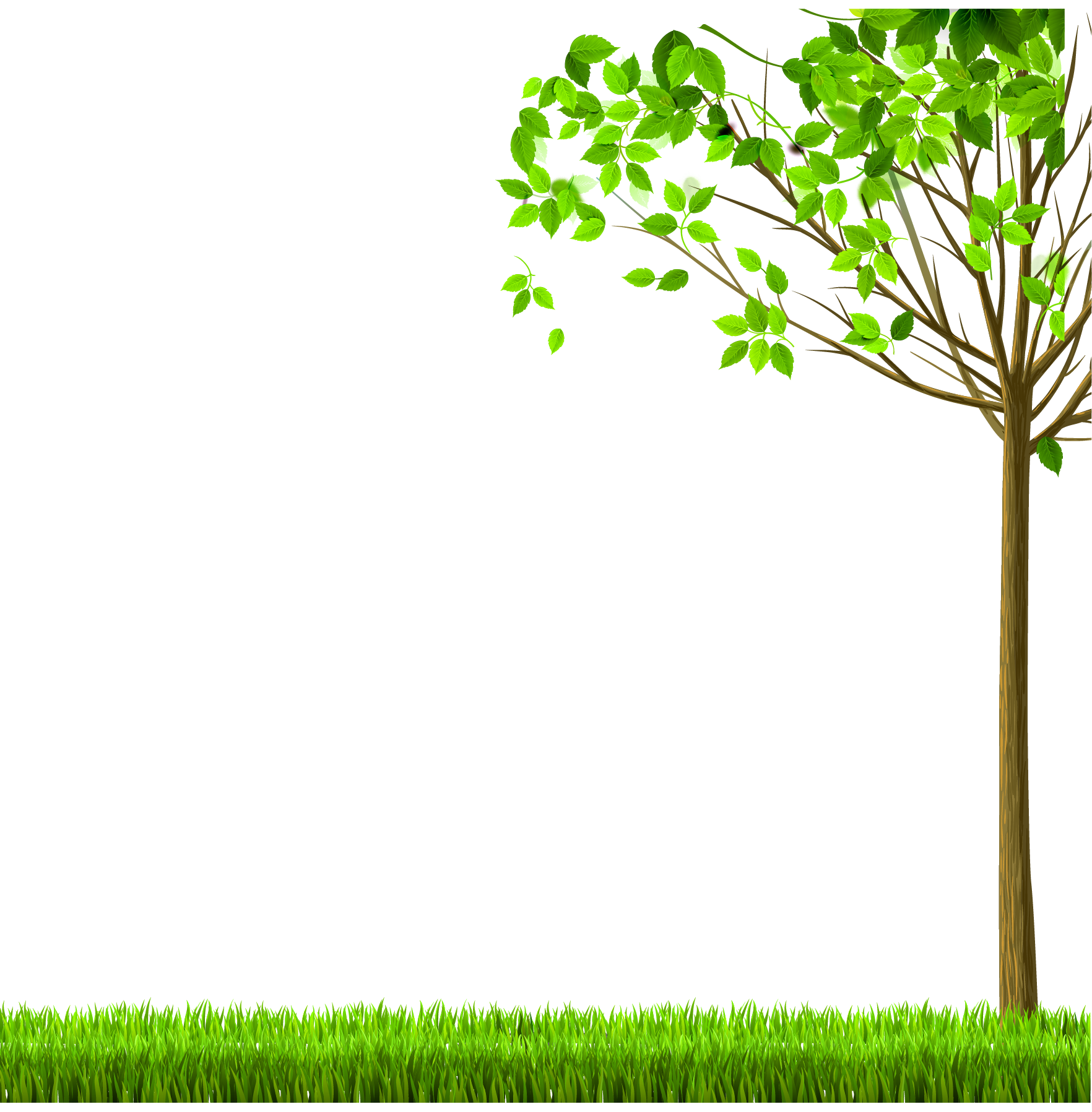 壁紙透明な背景 緑 自然 葉 木 自然の風景 Wallpaperuse