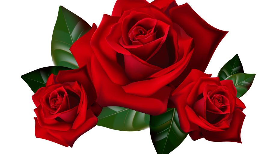 sfondo trasparente,fiore,rosa,rose da giardino,pianta fiorita,rosso