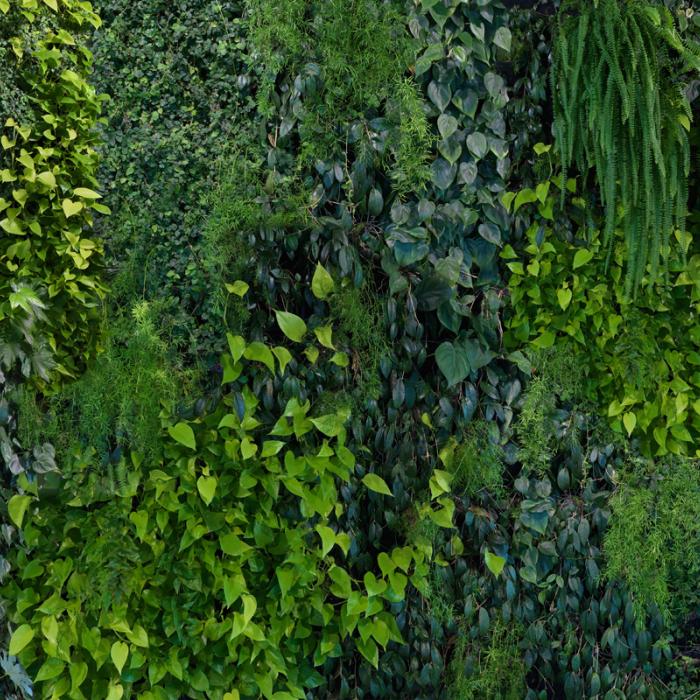 green wallpaper for walls,plant,green,tree,vegetation,leaf