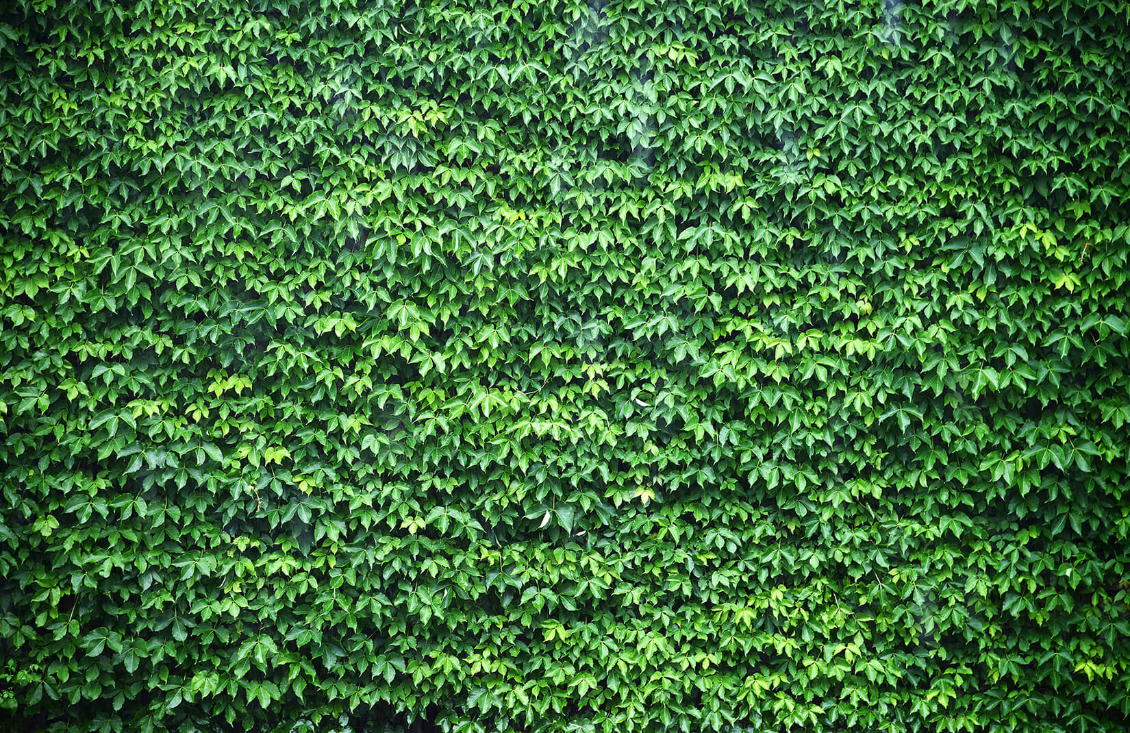 벽을위한 녹색 벽지,초록,잔디,잎,식물,그라운드 커버