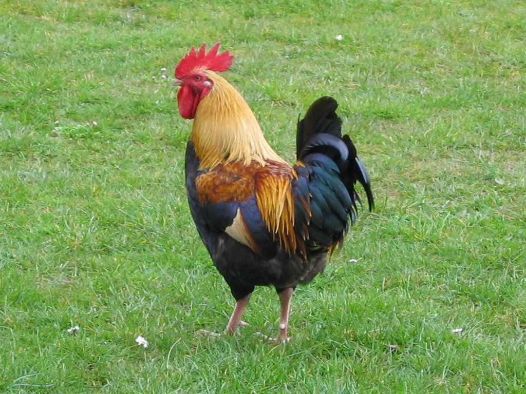 msı wallpaper,bird,chicken,vertebrate,rooster,fowl (564451) WallpaperUse