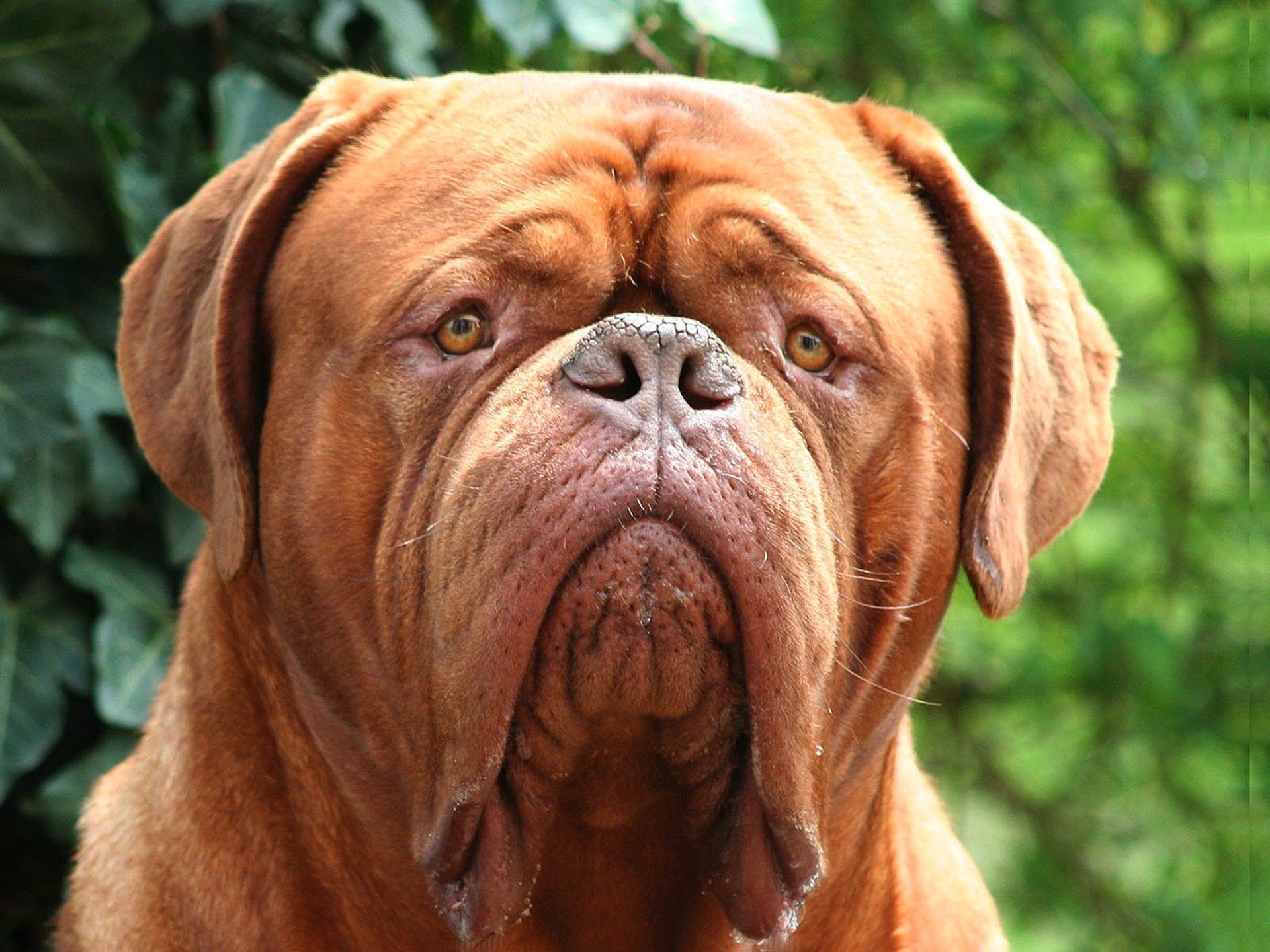 Dogue de Bordeaux - Temperamento, Cure e