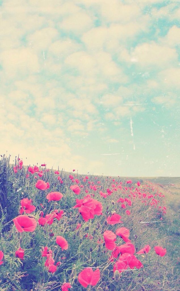 ラインランチャーの壁紙,自然,空,ピンク,花,赤