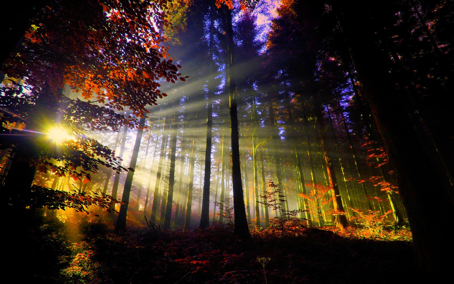 apus fondos de pantalla hd,naturaleza,árbol,cielo,ligero,bosque