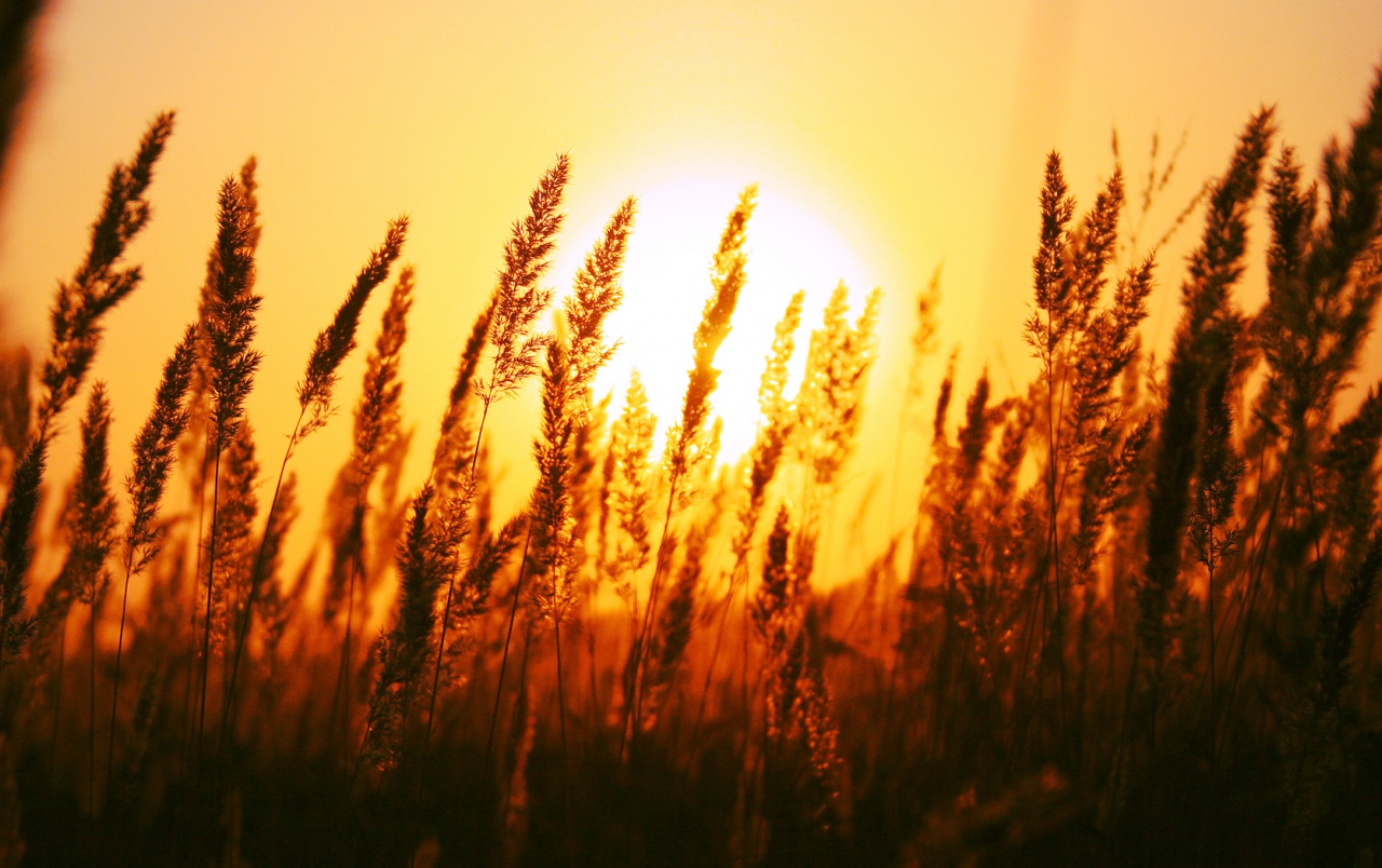 apus wallpapers hd,sky,nature,phragmites,heat,grass