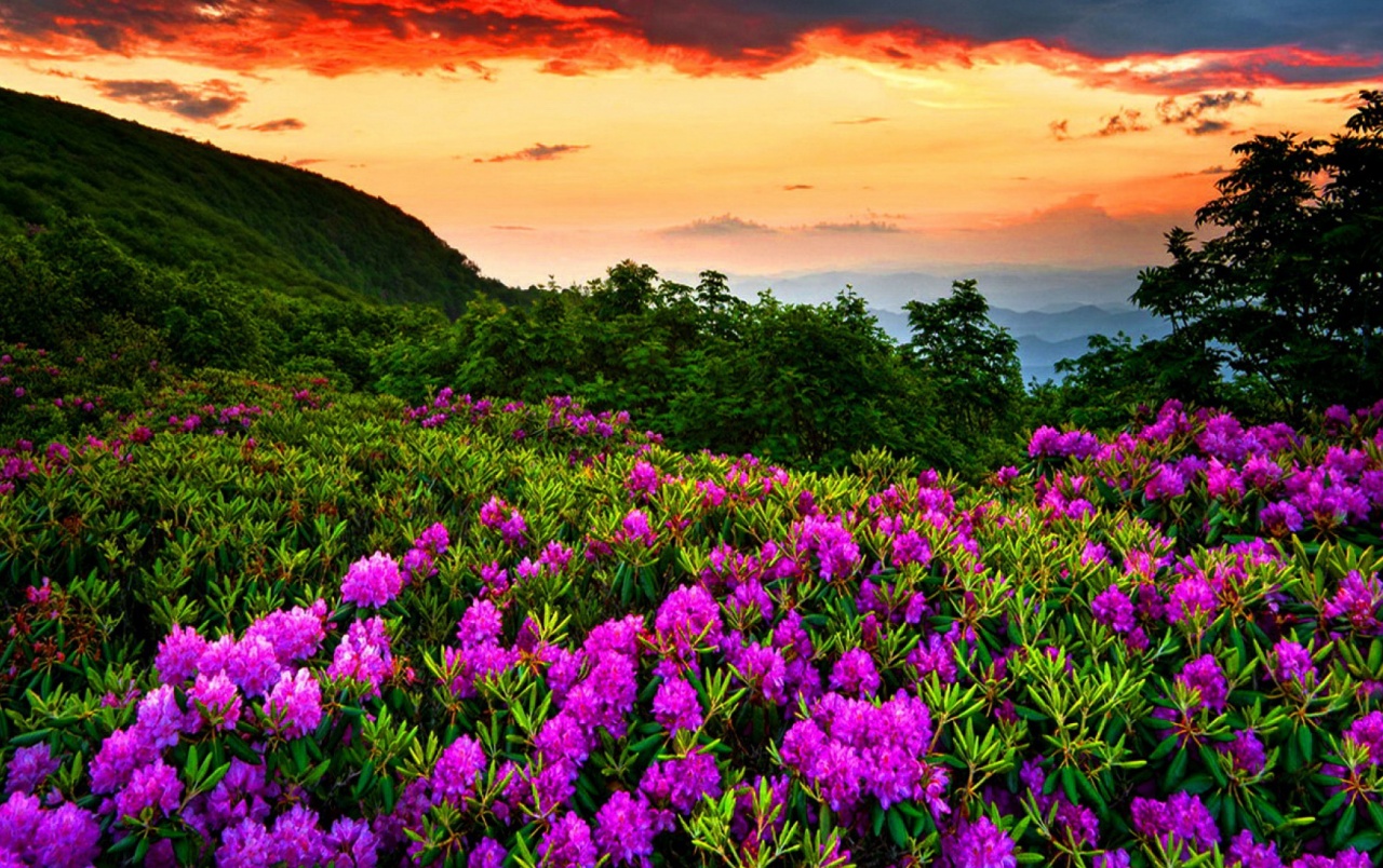 sfondi apus hd,pianta fiorita,paesaggio naturale,fiore,natura,pianta