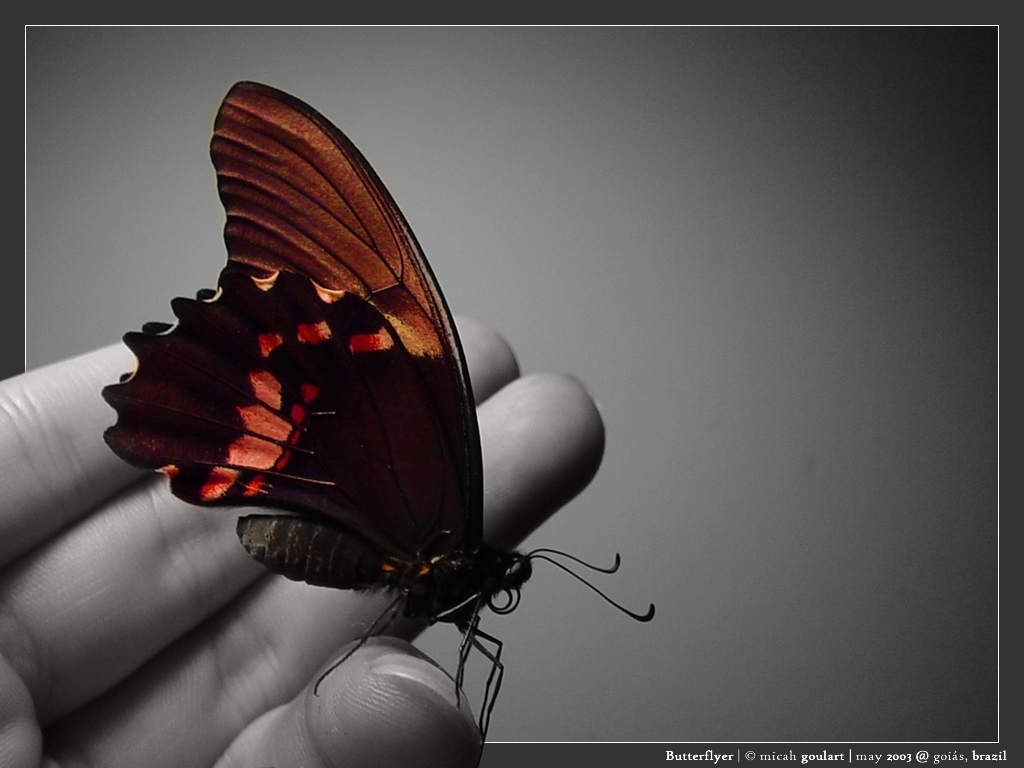 bp wallpaper,butterfly,insect,moths and butterflies,invertebrate,macro photography