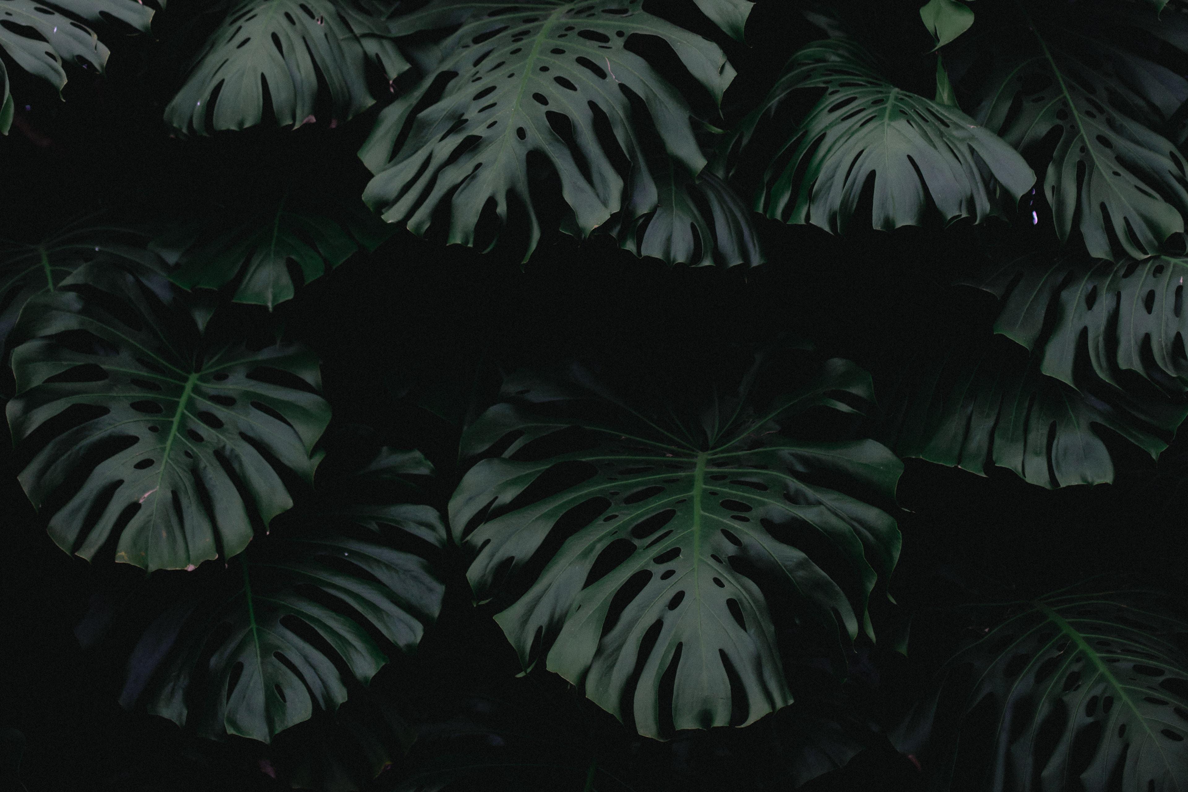 fondo de pantalla escuro,hoja,árbol,planta,monstera deliciosa,oscuridad