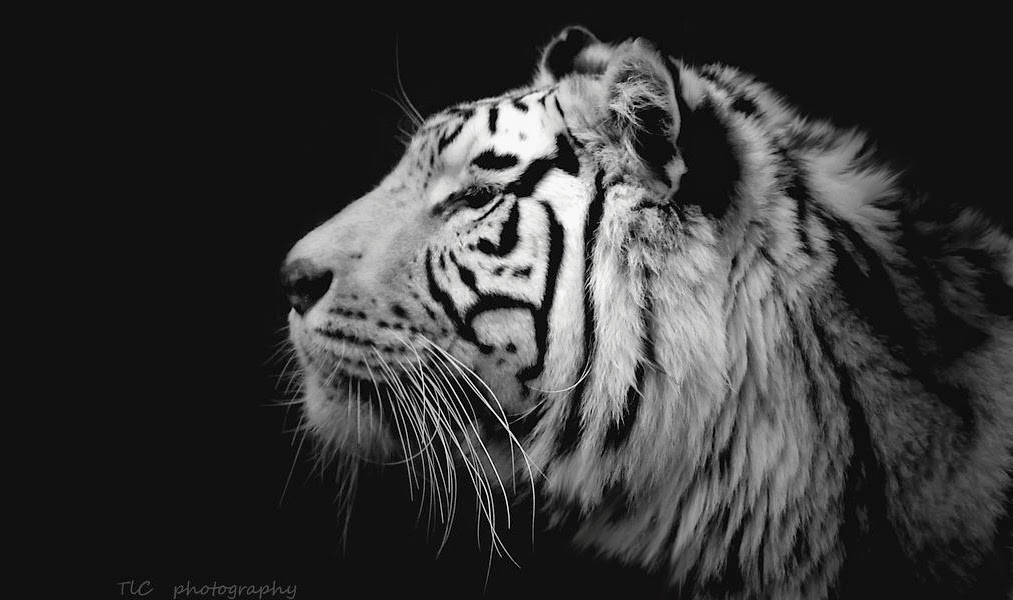 papier peint escuro,faune,tigre du bengale,tigre,félidés,blanc