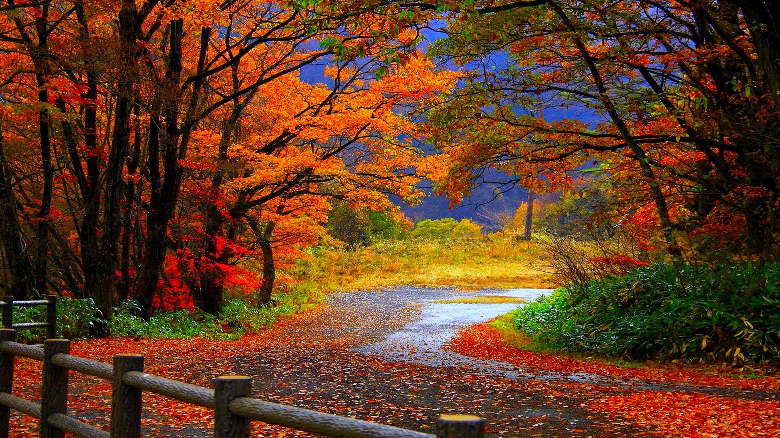 1920x1080 fond d'écran mobile,paysage naturel,la nature,arbre,feuille,l'automne