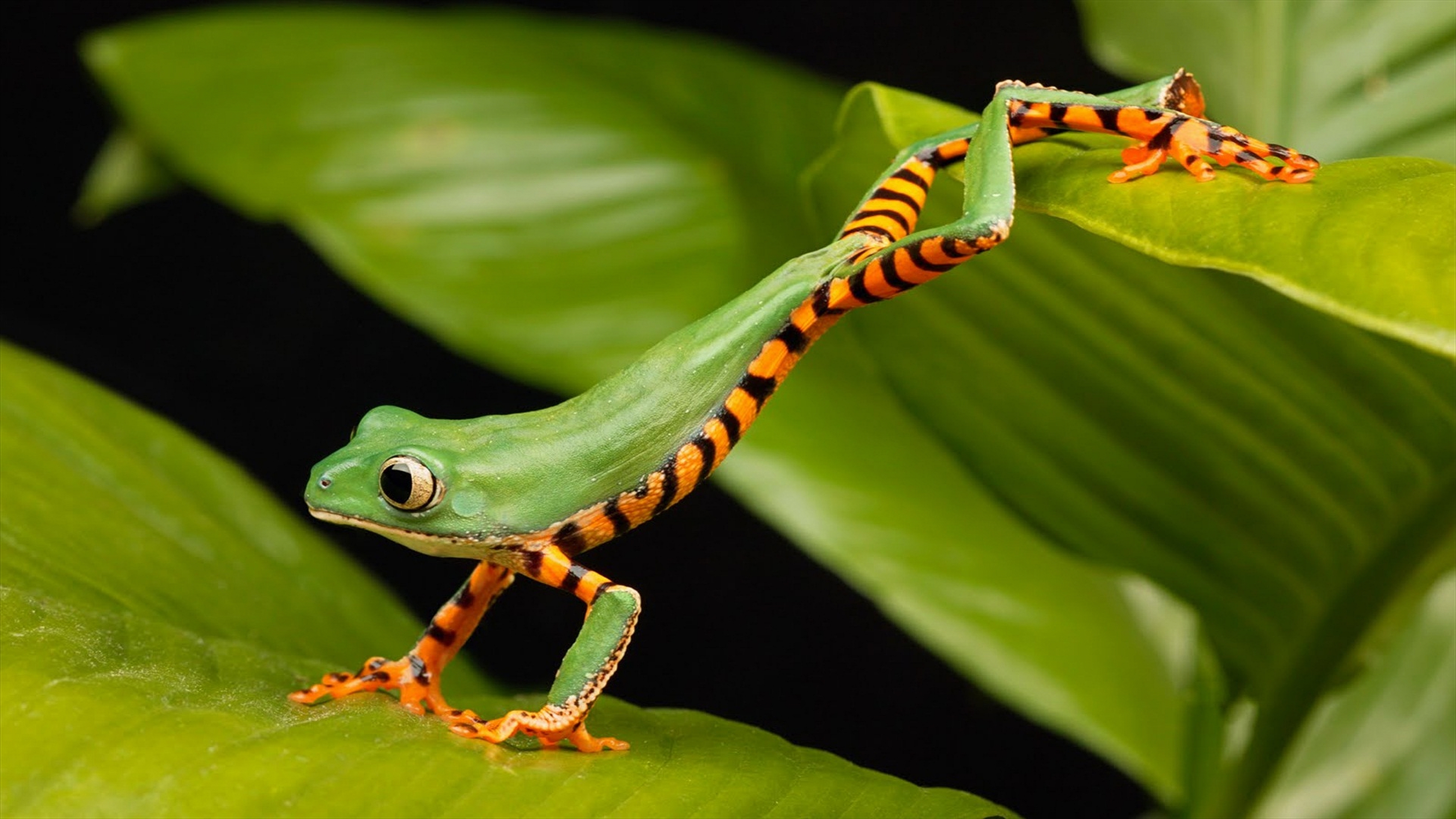 1920x1080 handy hintergrundbild,laubfrosch,grün,frosch,strauchfrosch,landtier