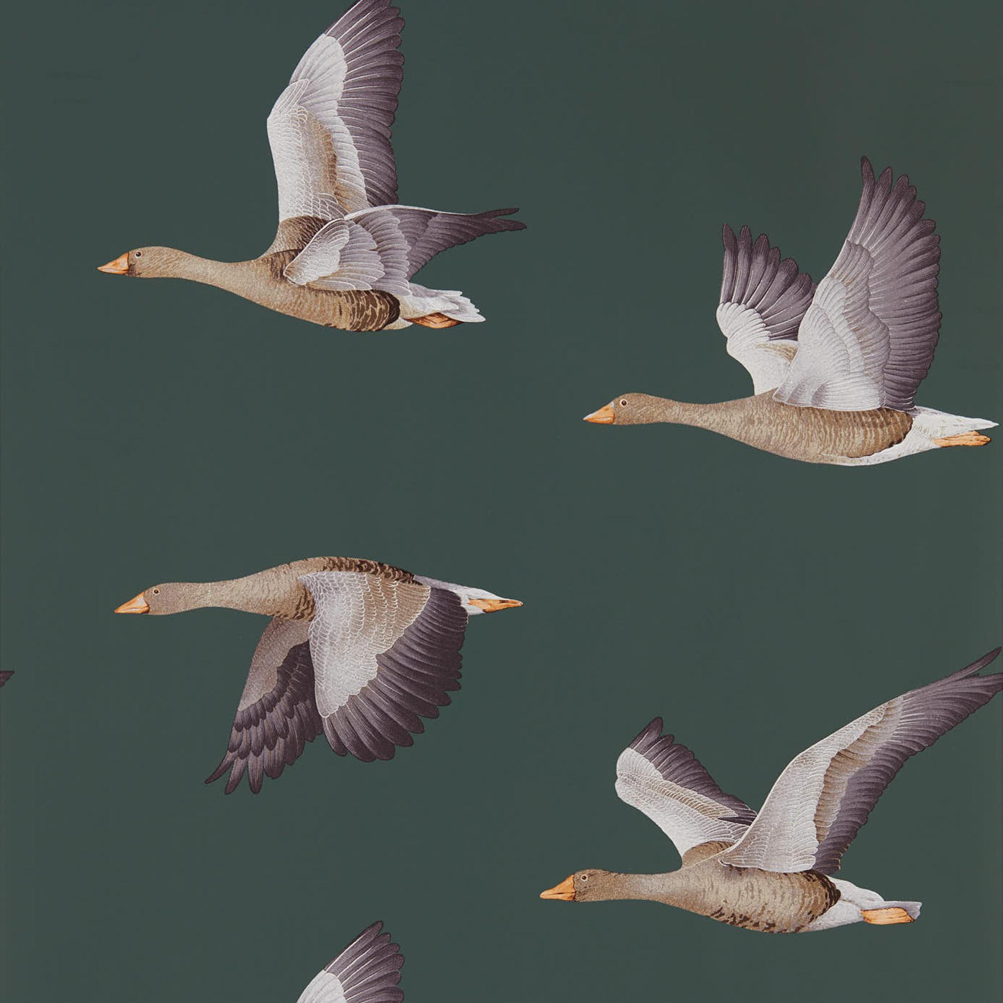 sanderson wallpaper clearance,bird,vertebrate,water bird,beak,wing