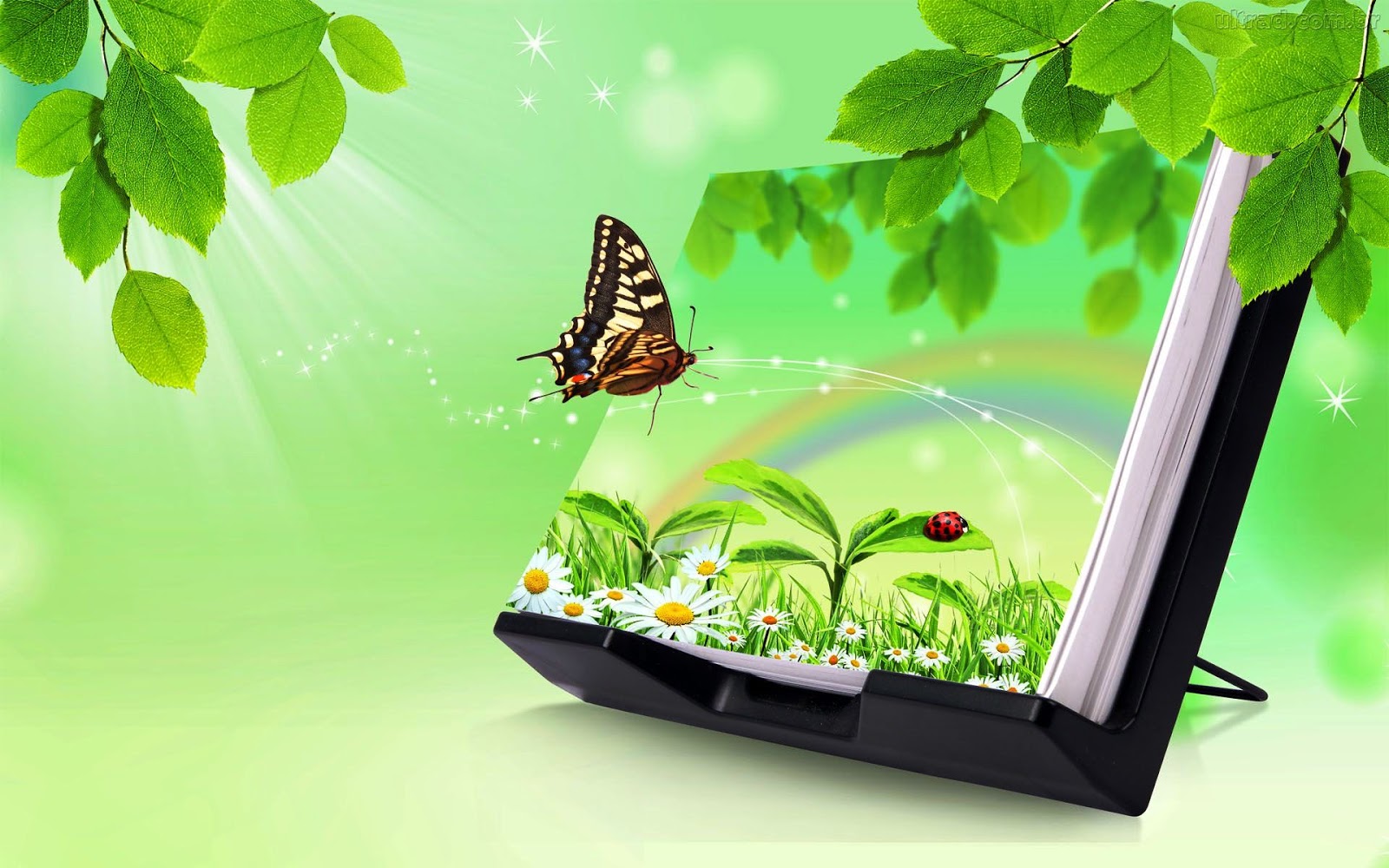 fond d'écran livros,papillon,vert,insecte,papillons et papillons,feuille