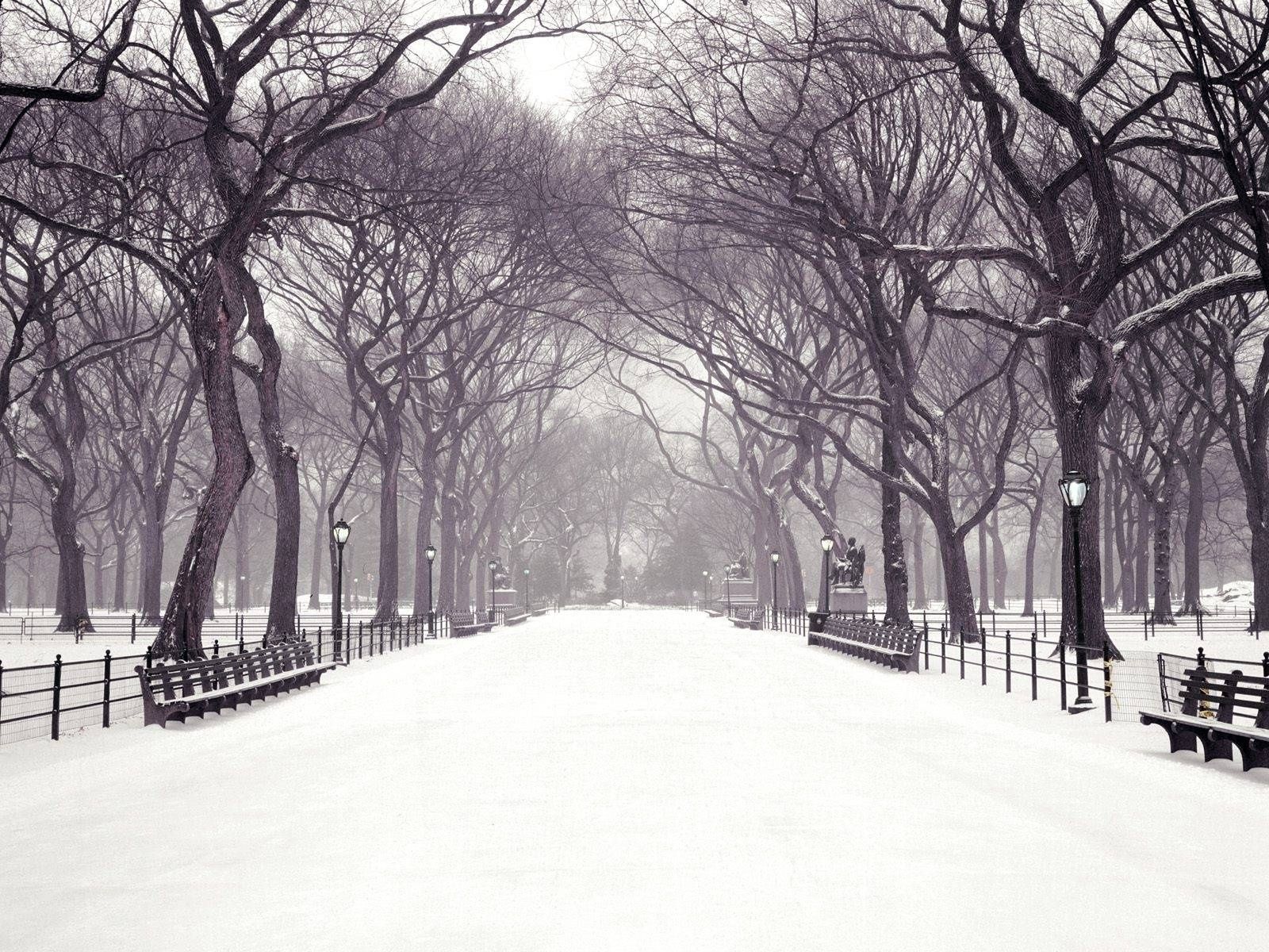 new york winter wallpaper,schnee,winter,weiß,baum,natur