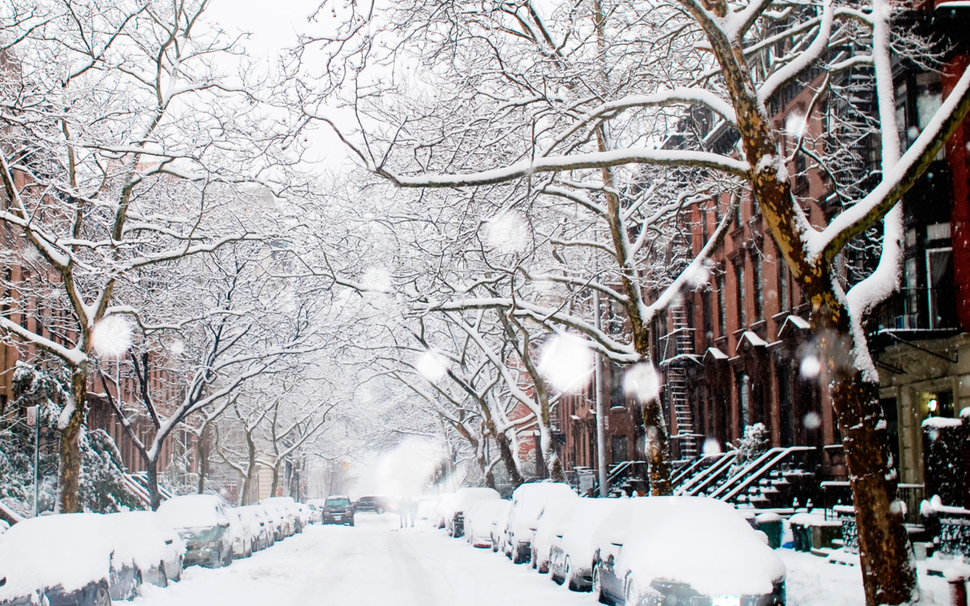 뉴욕 겨울 벽지,눈,겨울,동결,나무,서리