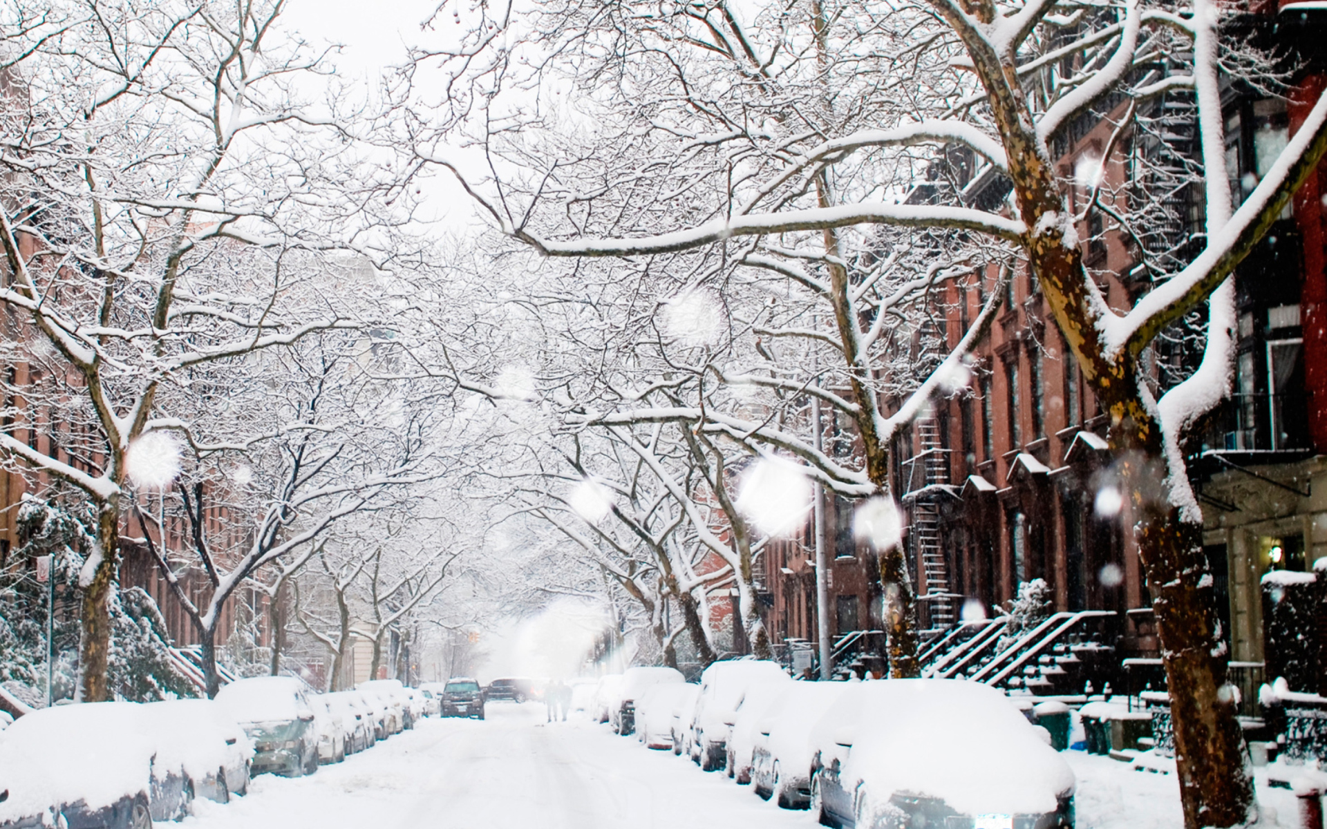 new york winter wallpaper,schnee,winter,einfrieren,baum,frost