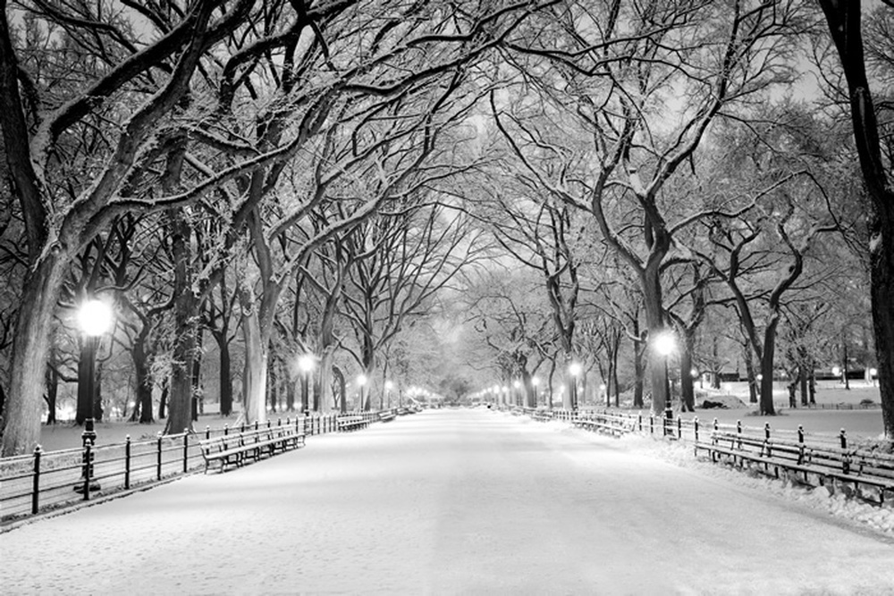 뉴욕 겨울 벽지,하얀,나무,눈,겨울,검정색과 흰색