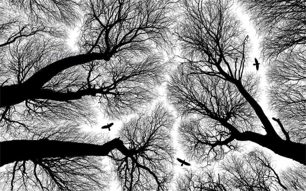 tapete preto e branco,baum,natur,schwarz und weiß,monochrome fotografie,himmel