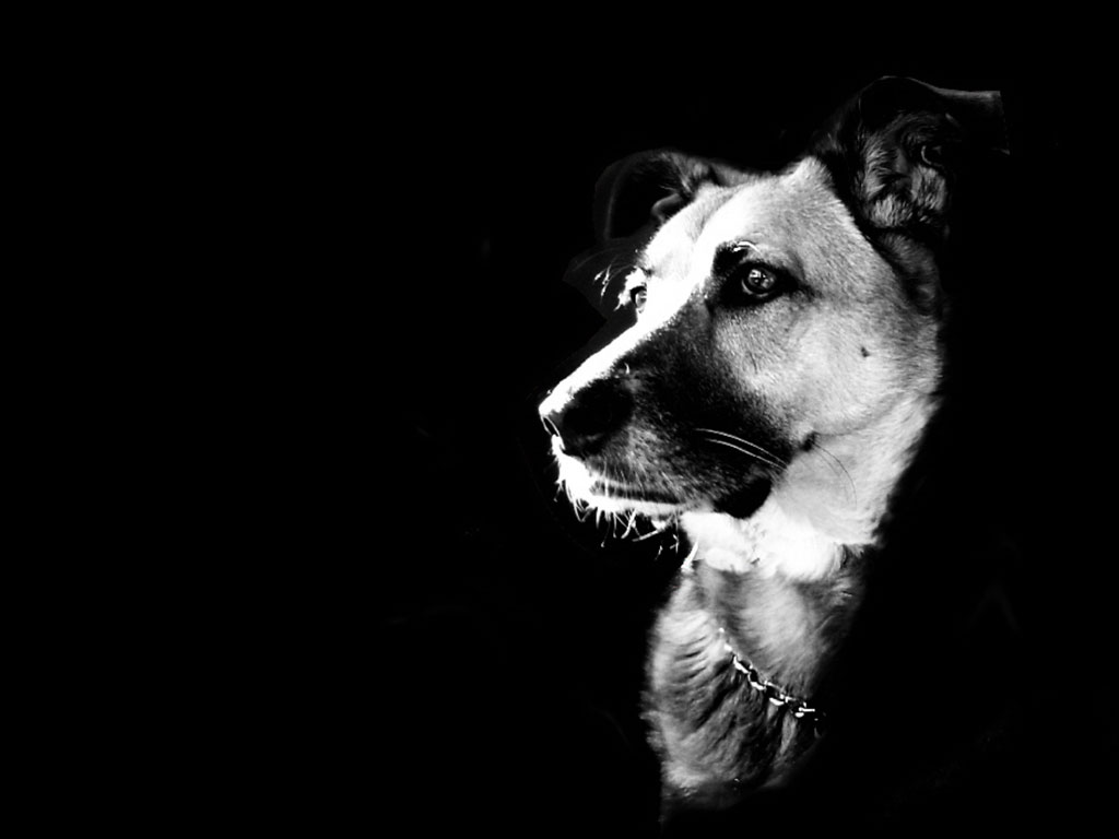 fond d'écran preto e branco,noir,chien,noir et blanc,museau,monochrome