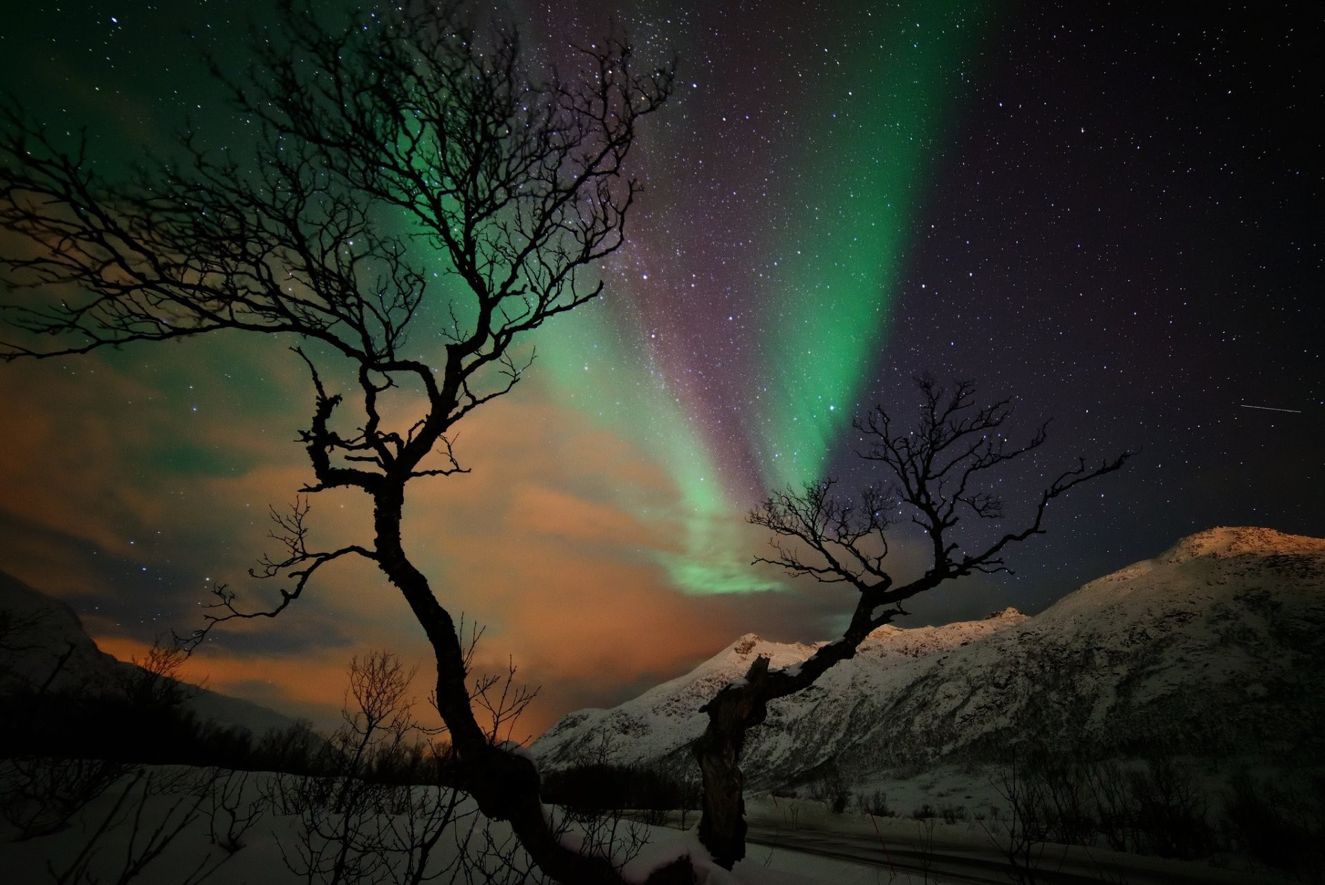 northern lights hd wallpaper,sky,aurora,nature,tree,natural landscape