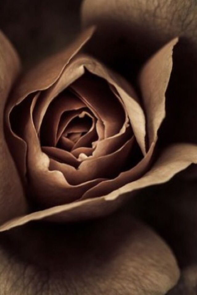 papier peint fleur marron,pétale,rose,roses de jardin,famille rose,fleur