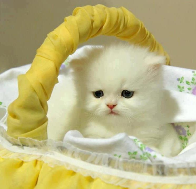 bebé gato fondo de pantalla,gato,gatos pequeños a medianos,felidae,persa,amarillo