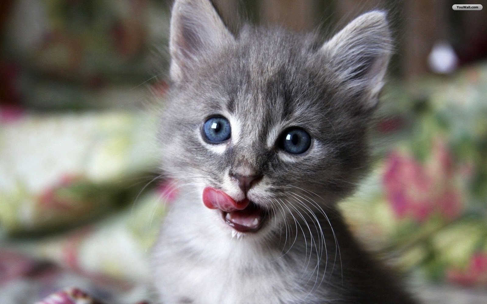 baby cat wallpaper,cat,mammal,vertebrate,small to medium sized cats,whiskers