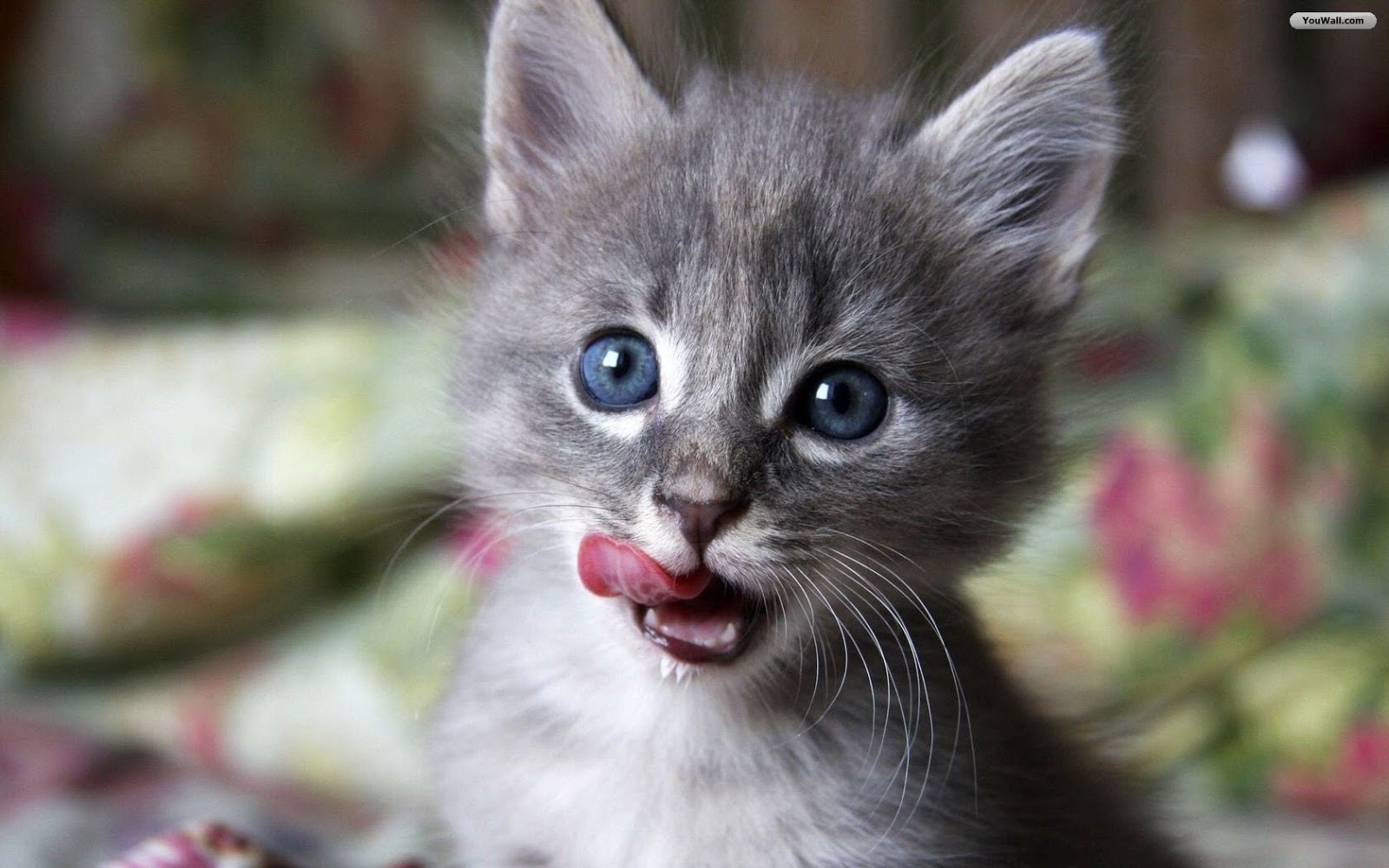 carta da parati gatto bambino,gatto,gatti di piccola e media taglia,barba,felidae,gattino