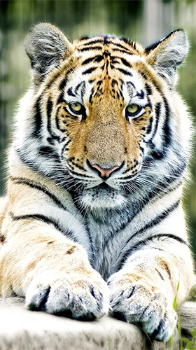 carta da parati interativo,tigre,natura,animale terrestre,tigre del bengala,tigre siberiana