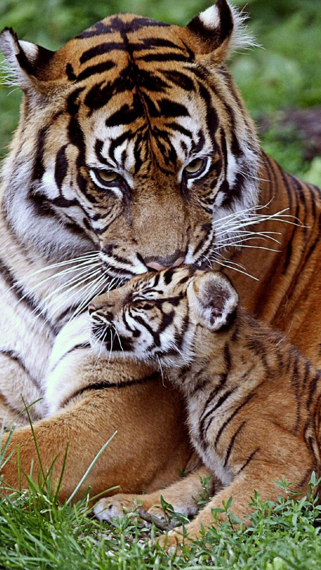 tapete interativo,tiger,landtier,tierwelt,bengalischer tiger,sibirischer tiger