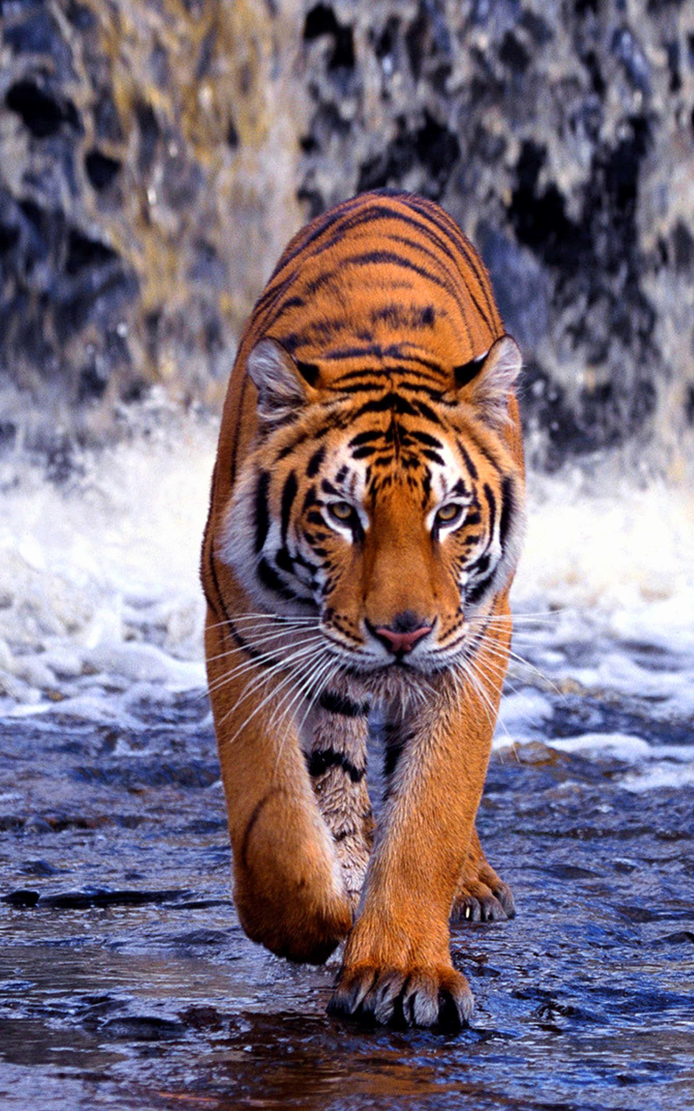 papiers peints frais de tigre,tigre,faune,animal terrestre,tigre du bengale,félidés