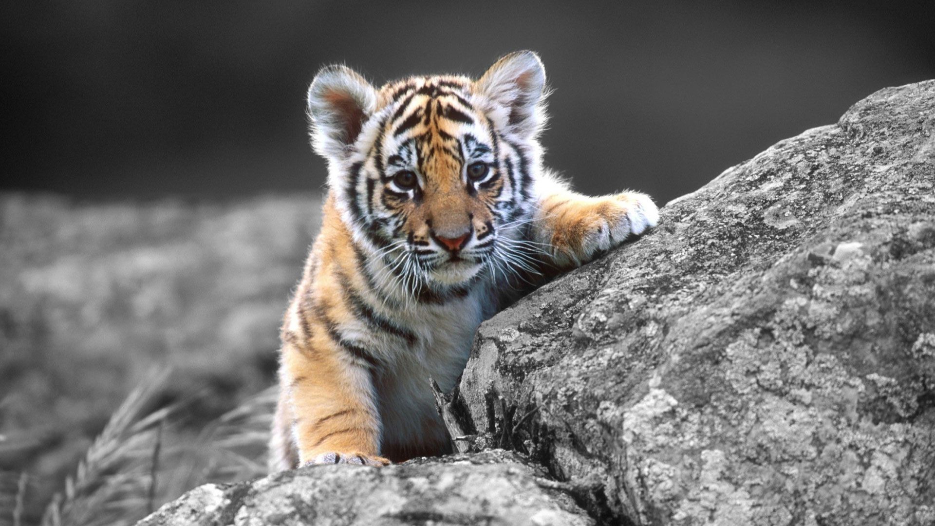 cool tiger wallpapers,tiger,mammal,vertebrate,terrestrial animal,wildlife