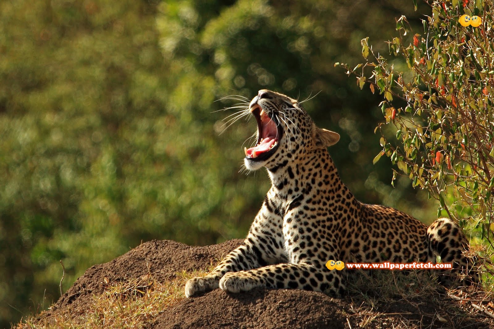 bellissimi sfondi animali,animale terrestre,natura,felidae,leopardo,giaguaro