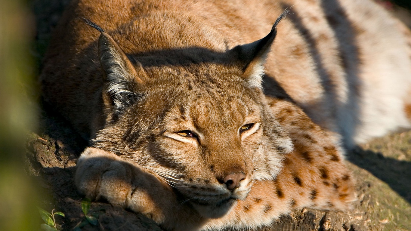 美しい動物の壁紙,陸生動物,野生動物,ネコ科,ひげ,鼻