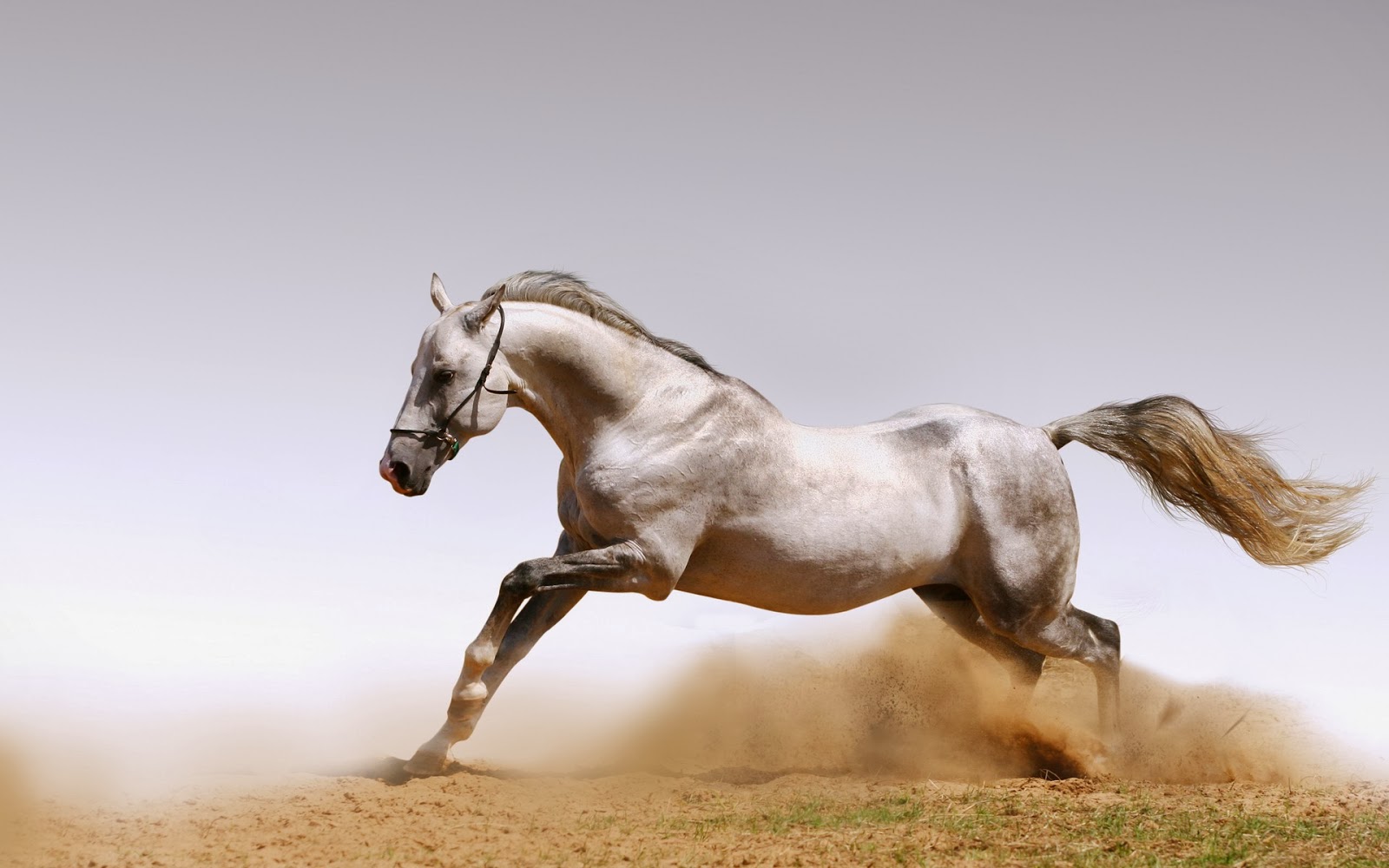 beautiful animal wallpapers,horse,mammal,vertebrate,stallion,mane