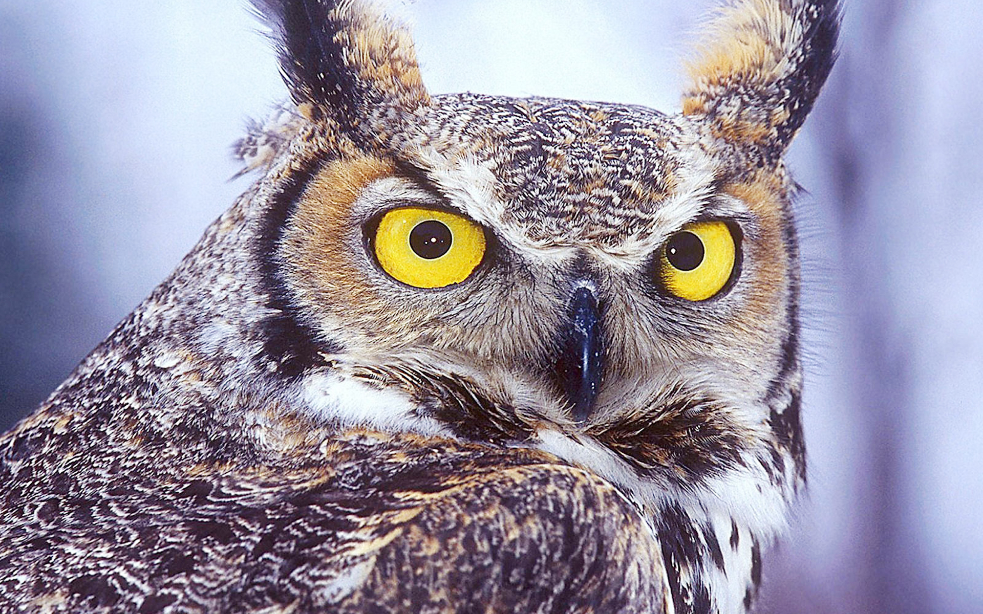 beaux fonds d'écran d'animaux,hibou,oiseau,oiseau de proie,chouette hurlante de l'est,chouette hurlante de l'ouest