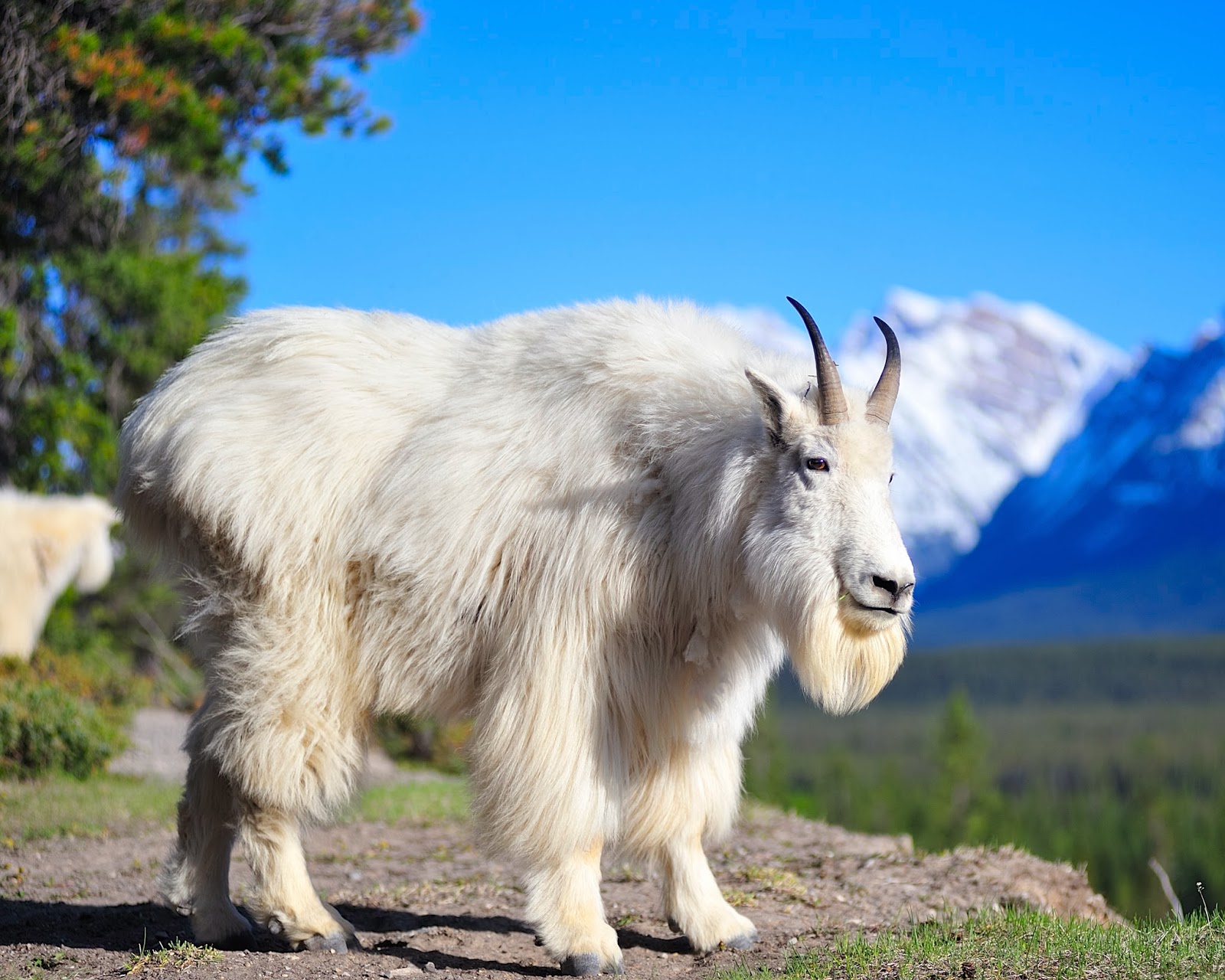 beautiful animal wallpapers,goat,goats,mammal,mountain goat,vertebrate