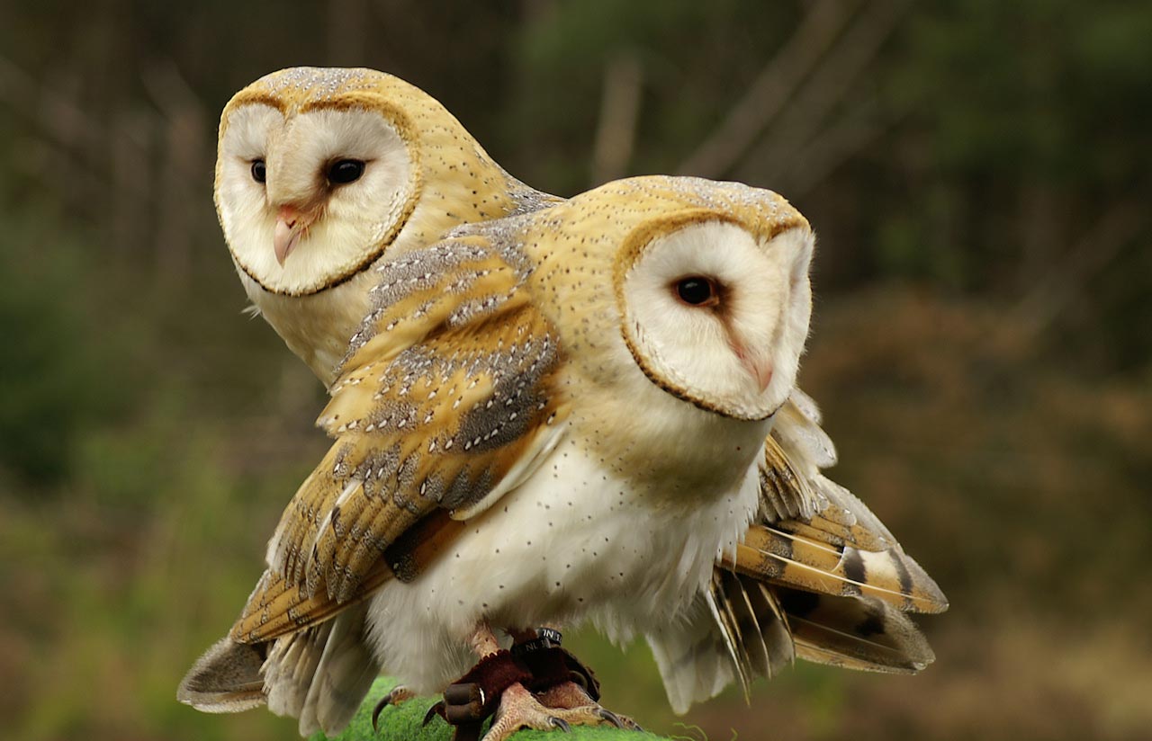 schöne tier tapeten,vogel,schleiereule,eule,raubvogel,tierwelt