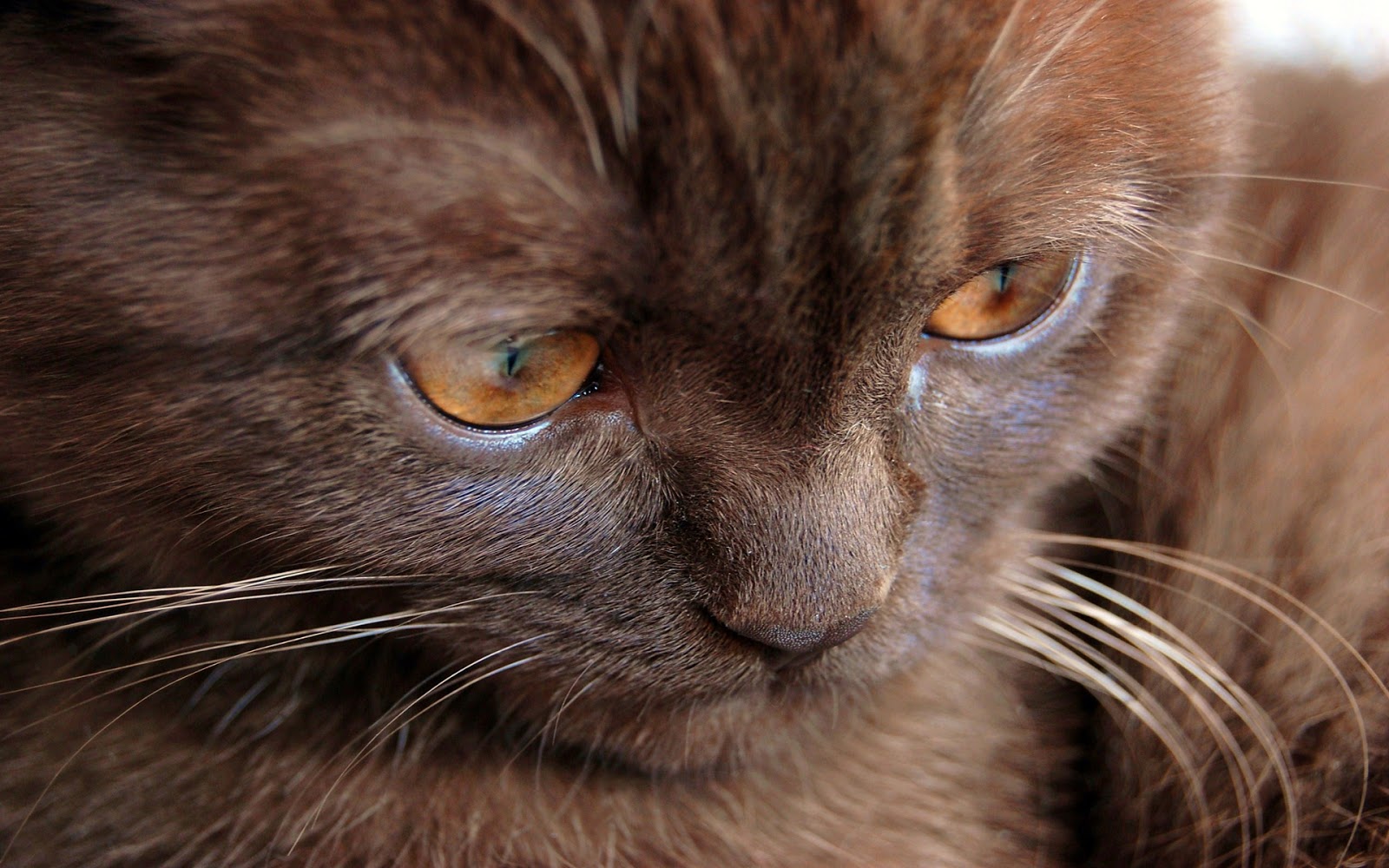 hermosos fondos de pantalla de animales,gato,bigotes,gatos pequeños a medianos,felidae,de cerca