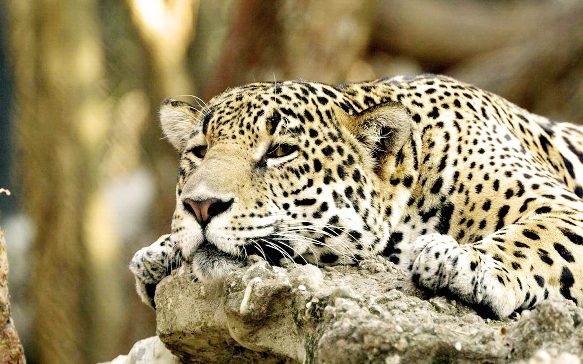 bellissimi sfondi animali,animale terrestre,natura,leopardo,felidae,giaguaro
