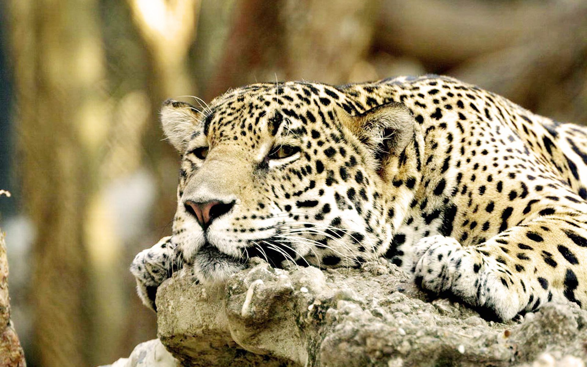 beautiful animal wallpapers,terrestrial animal,mammal,vertebrate,wildlife,leopard