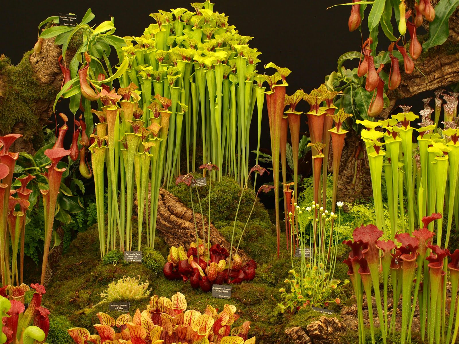 fondo de pantalla de la jarra,flor,planta,paisaje natural,diseño floral,floristería