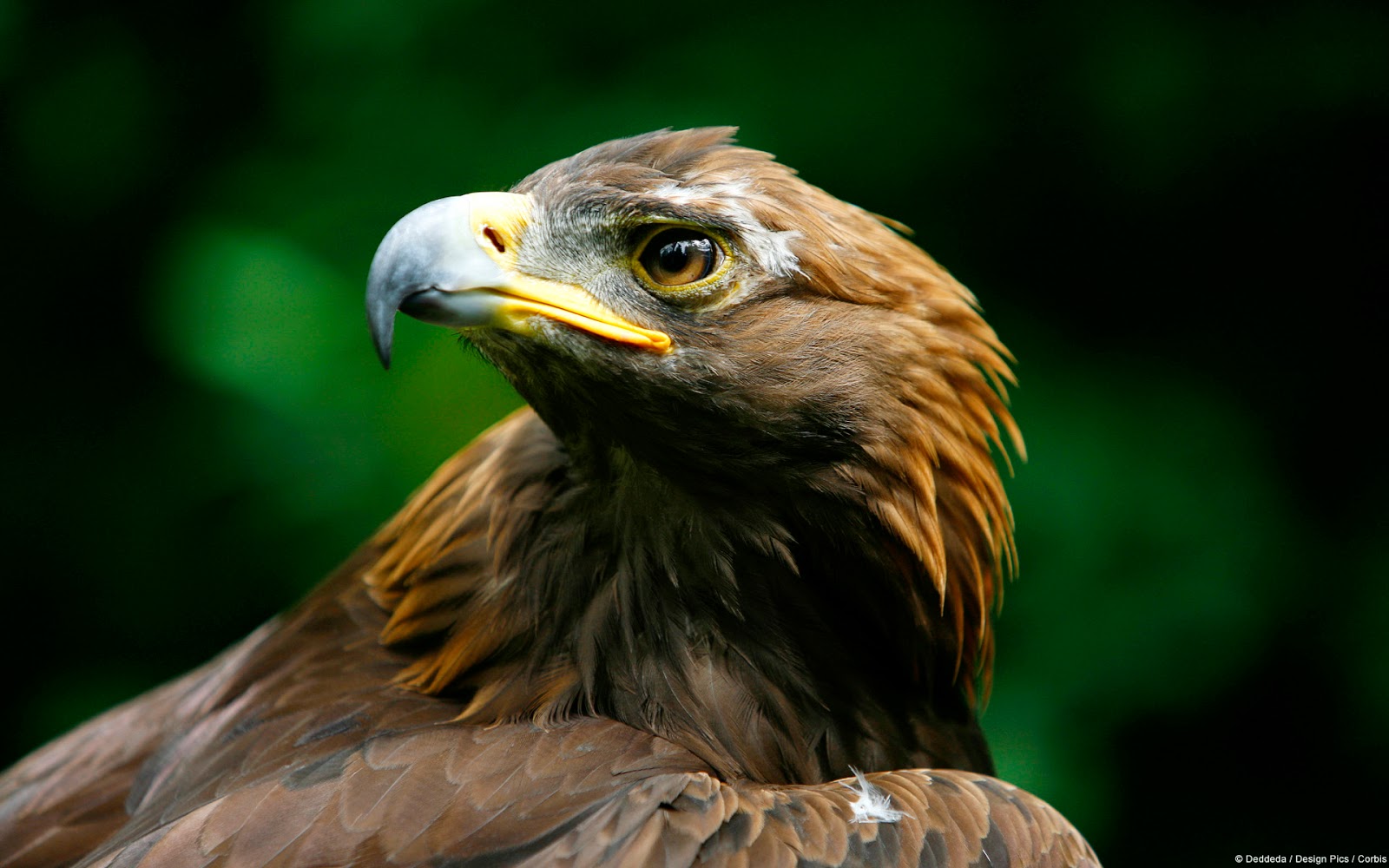 aguia wallpaper,bird,vertebrate,beak,bird of prey,golden eagle