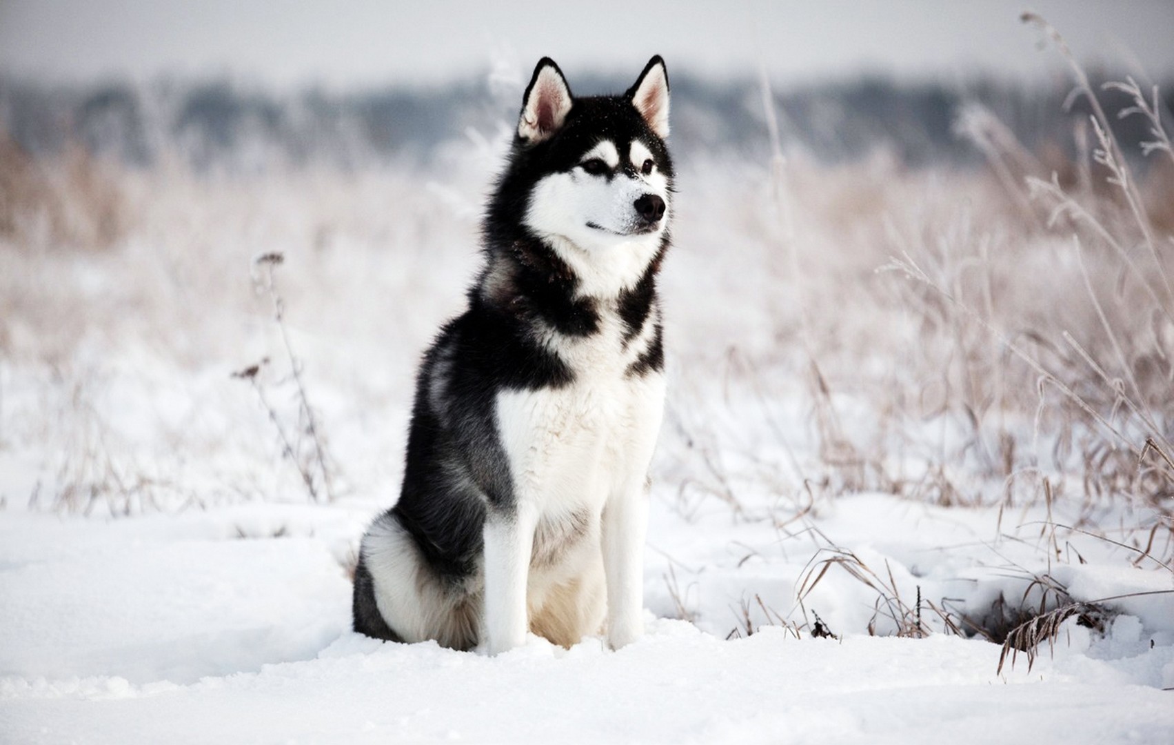 papier peint husky siberiano,chien,husky sibérien,sakhalin husky,malamute d'alaska,chien esquimau canadien