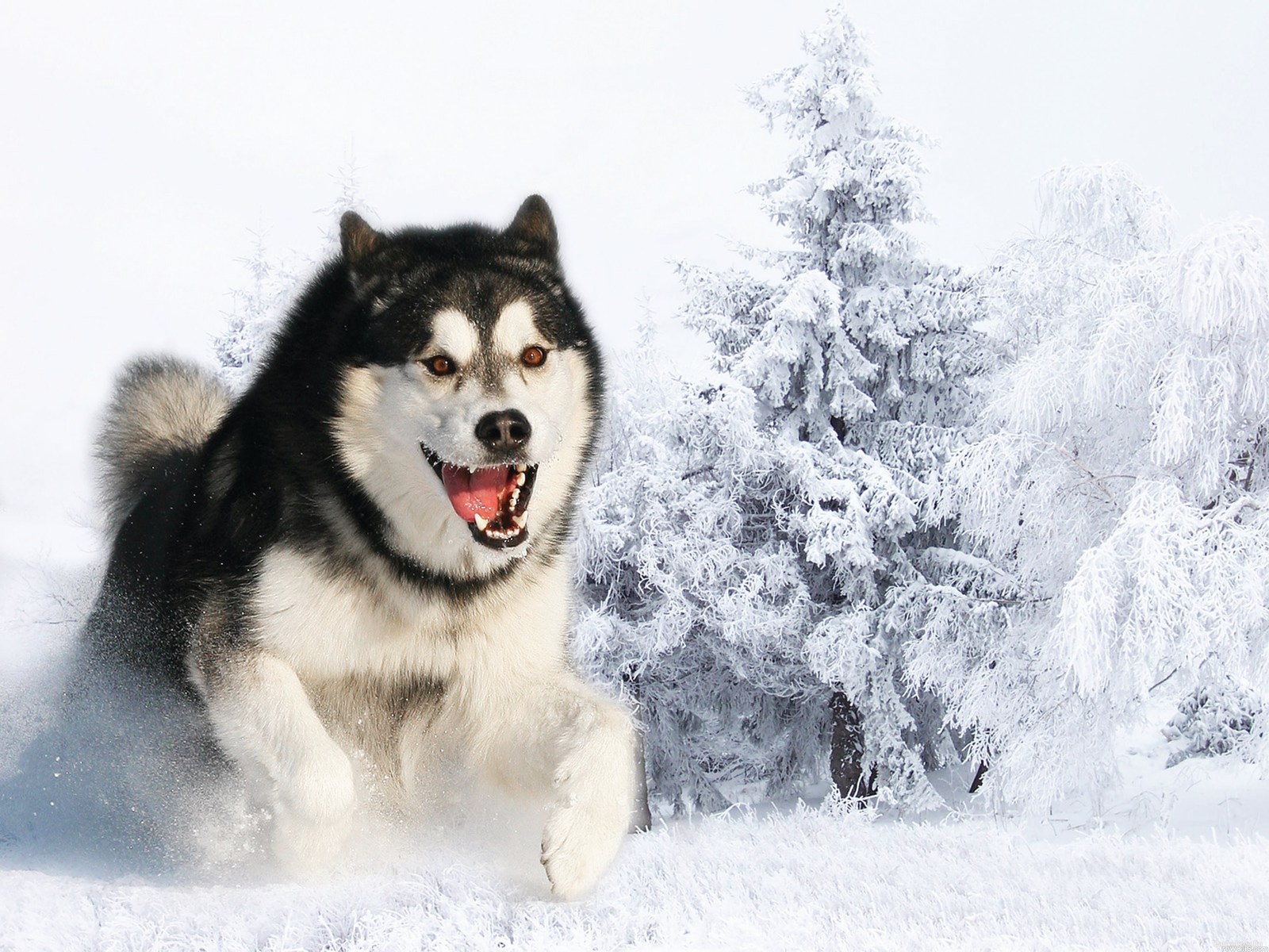 papier peint husky siberiano,chien,husky sibérien,malamute d'alaska,sakhalin husky,chien esquimau canadien