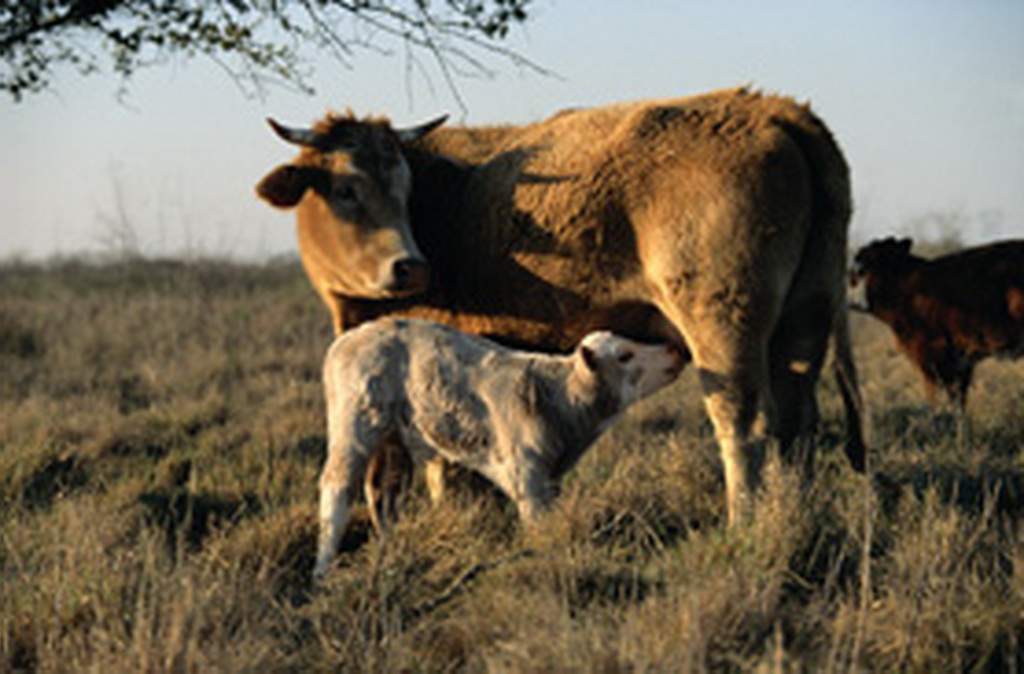 fond d'écran de bœuf,prairie,faune,bétail,pâturage,veau