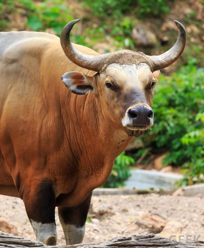 牛の壁紙,ホーン,陸生動物,野生動物,水牛,鼻