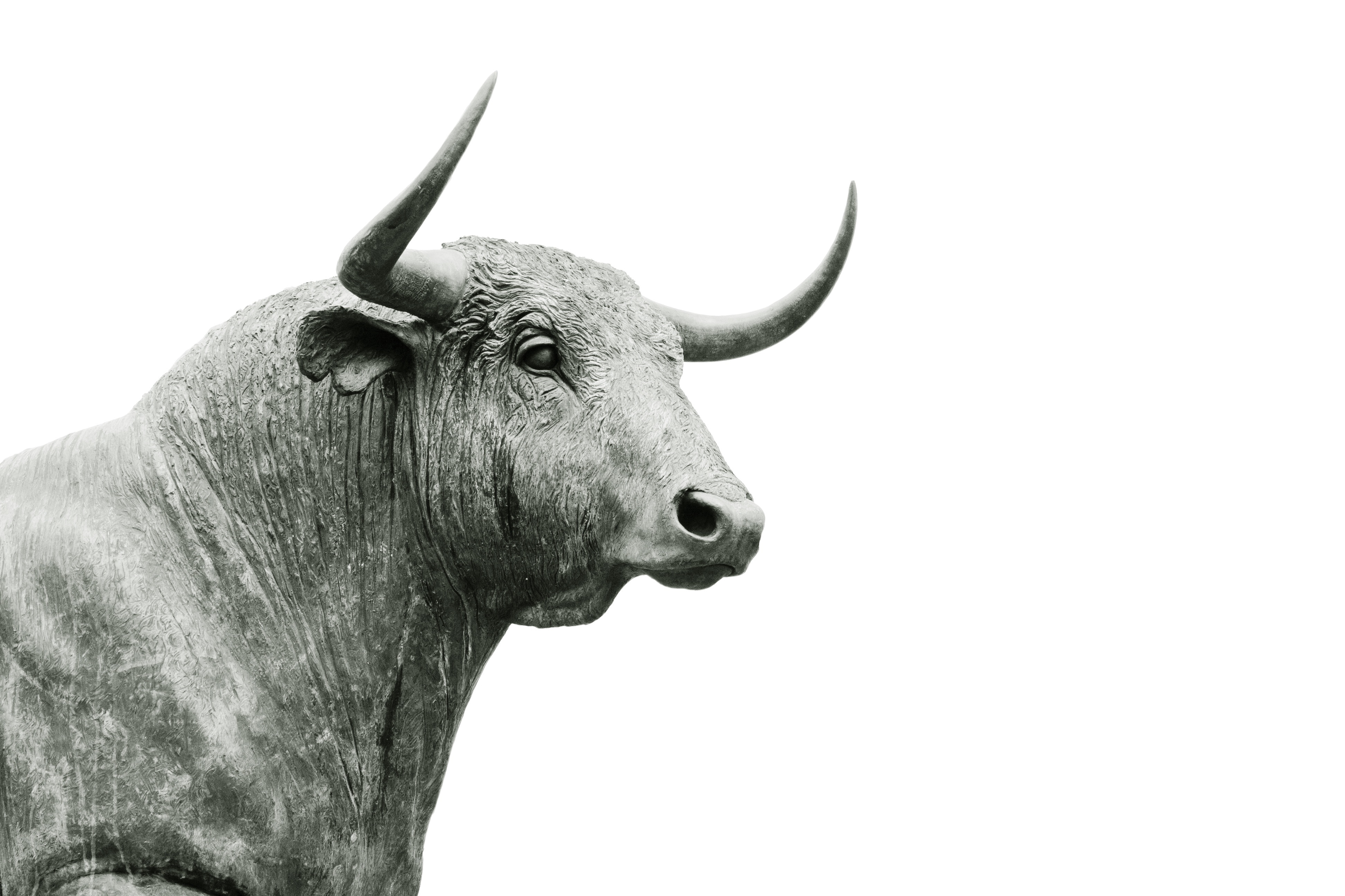 ox wallpaper,vertebrate,horn,mammal,bovine,bull